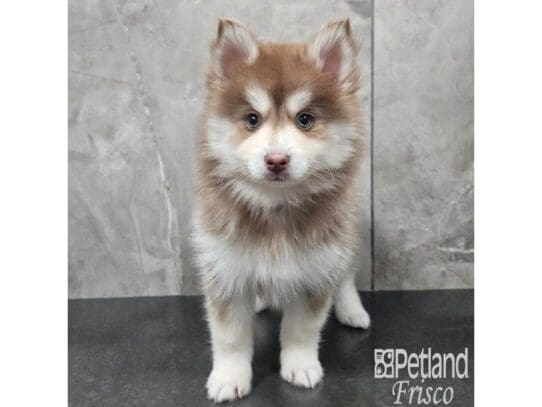 [#33724] Red and White Male Pomsky Puppies for Sale