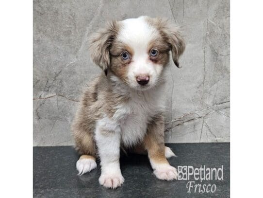 [#33718] Red Merle Male Miniature Australian Shepherd Puppies for Sale