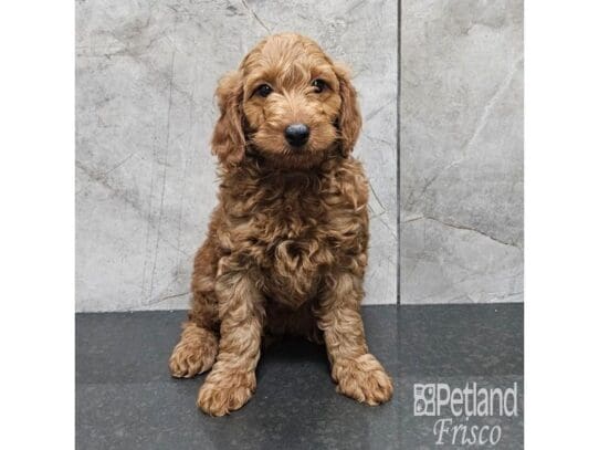 [#33728] Red Male Goldendoodle Mini F1b Puppies for Sale