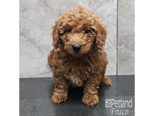 [#33731] Red Female Goldendoodle Mini F1b Puppies for Sale
