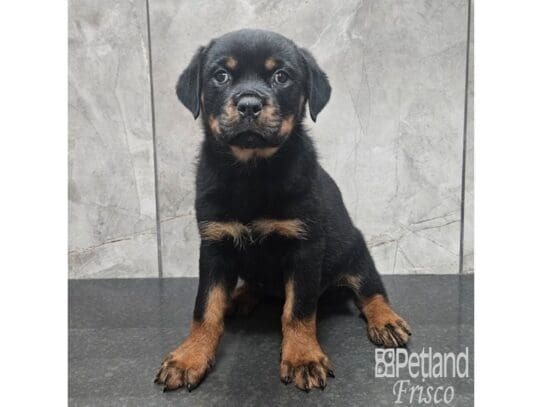 [#33758] Black / Rust Female Rottweiler Puppies for Sale