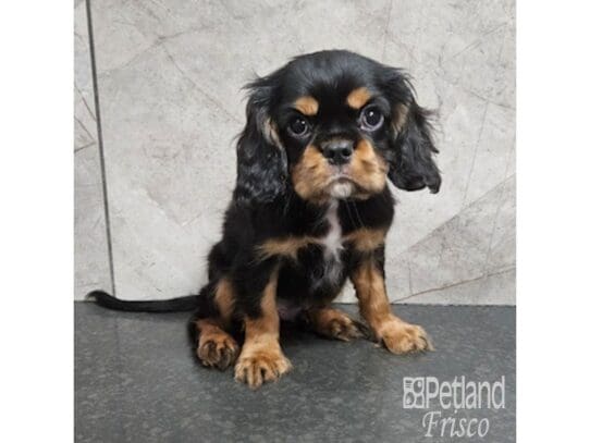 [#33768] Black White / Tan Male Cavalier King Charles Spaniel Puppies for Sale