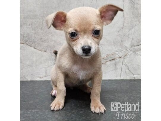 [#33763] Blue Fawn Female Chihuahua Puppies for Sale