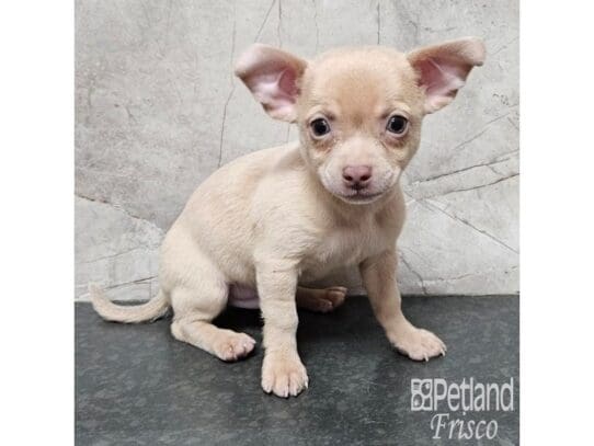 [#33764] Blue Fawn Male Chihuahua Puppies for Sale