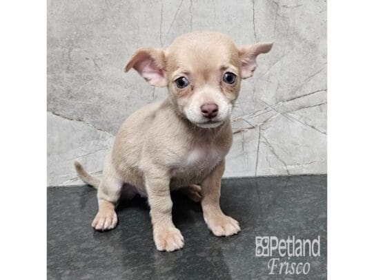 [#33762] Fawn Female Chihuahua Puppies for Sale