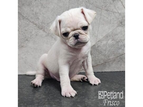 [#33753] White Male Pug Puppies for Sale