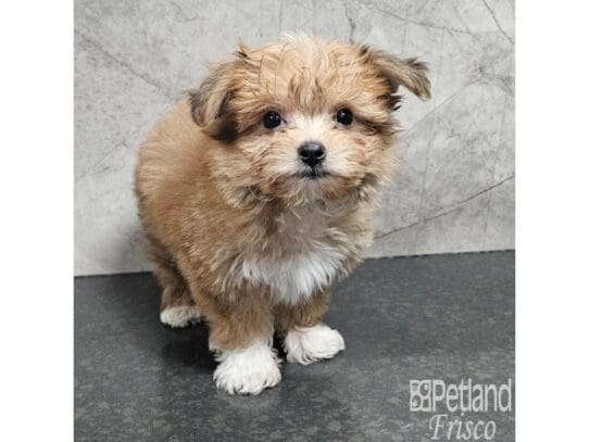 [#33749] Sable Male Morkie Puppies for Sale