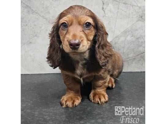 [#33742] Wild Boar Female Miniature Dachshund Puppies for Sale