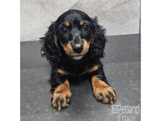[#33744] Black / Tan Female Miniature Dachshund Puppies for Sale