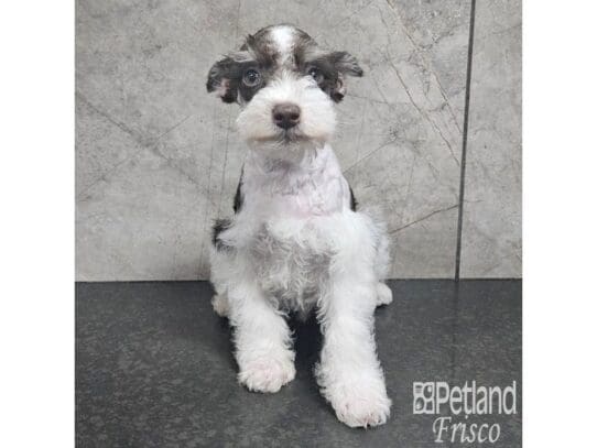 [#33716] Chocolate and White Male Miniature Schnauzer Puppies for Sale