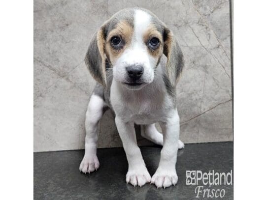 [#33747] Blue White / Tan Female Beagle Puppies for Sale