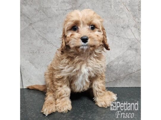 [#33746] Tri-Colored Female Bernedoodle Mini 2nd Gen Puppies for Sale