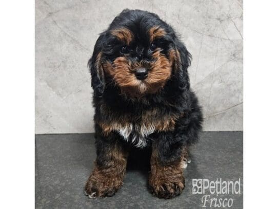 [#33748] Black / Tan Male Bernedoodle Mini 2nd Gen Puppies for Sale