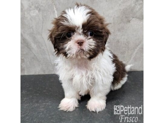 [#33741] Brown / White Female Shih Tzu Puppies for Sale