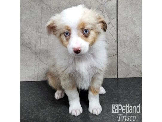 [#33751] Red Merle Male Miniature Australian Shepherd Puppies for Sale