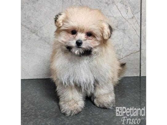 [#33736] Sable Male Pomapoo Puppies for Sale