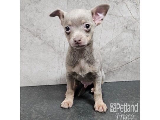 [#33761] Blue / Tan Male Chihuahua Puppies for Sale