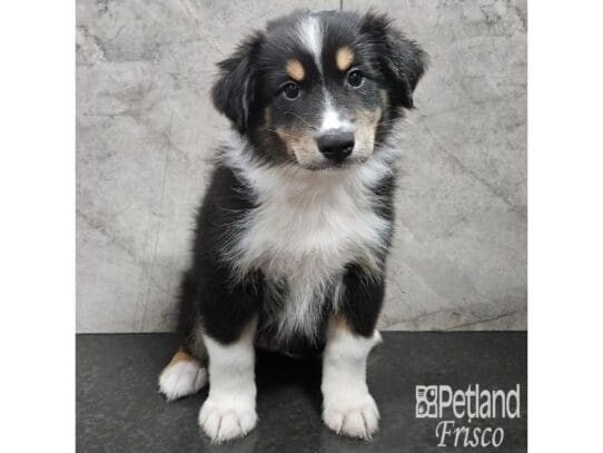 [#33720] Black White and Tan Male Miniature Australian Shepherd Puppies for Sale