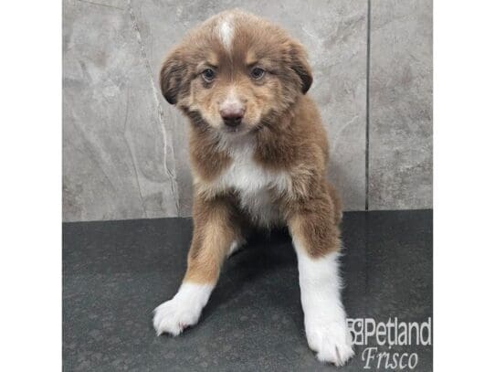 [#33773] Chocolate & White Male Miniature Australian Shepherd Puppies for Sale