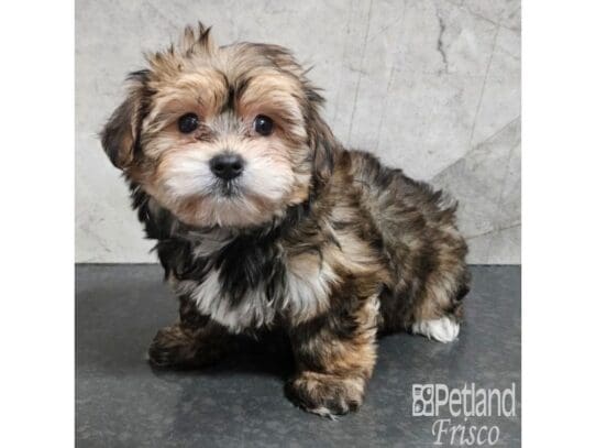 [#33755] Gold Sable Female Morkie Puppies for Sale