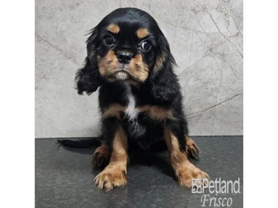 [#33743] Black / Tan Male Cavalier King Charles Spaniel Puppies for Sale