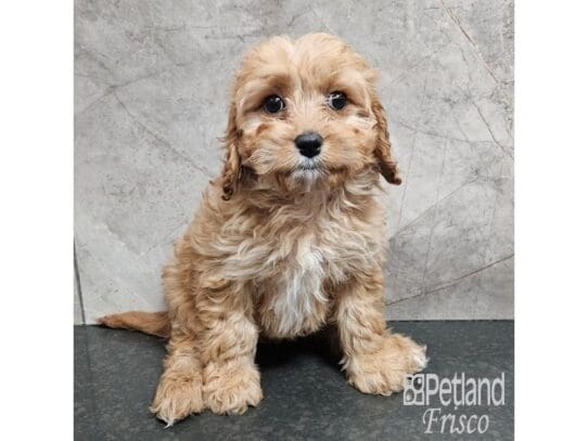 [#33740] Apricot Female Cavapoo Puppies for Sale
