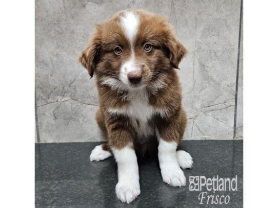 [#33773] Chocolate & White Male Miniature Australian Shepherd Puppies for Sale