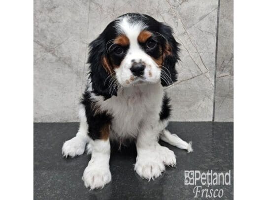 [#33768] Black White / Tan Male Cavalier King Charles Spaniel Puppies for Sale