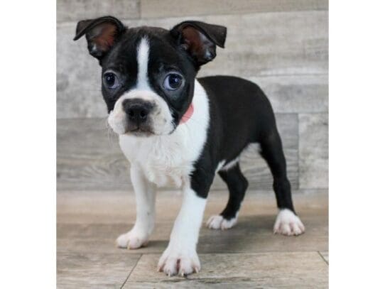 [#33809] Black / White Male Boston Terrier Puppies for Sale