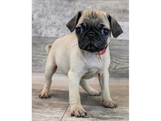[#33810] Fawn Female Pug Puppies for Sale
