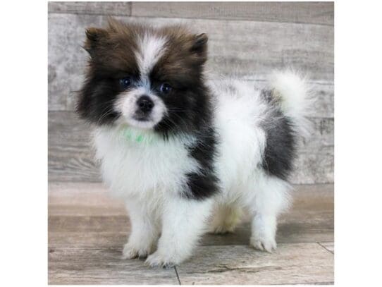 [#33814] Wolf Sable Female Pomeranian Puppies for Sale