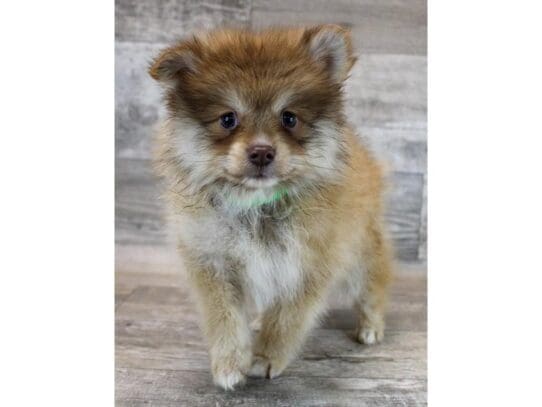 [#33813] Chocolate Sable Male Pomeranian Puppies for Sale
