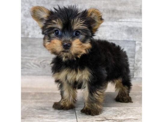 [#33808] Black / Tan Male Yorkshire Terrier Puppies for Sale