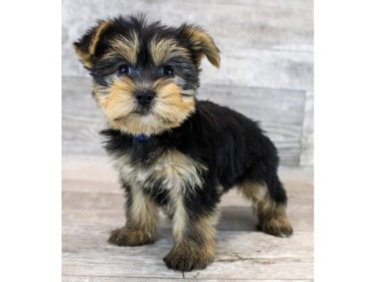 [#33811] Black / Tan Female Yorkshire Terrier Puppies for Sale