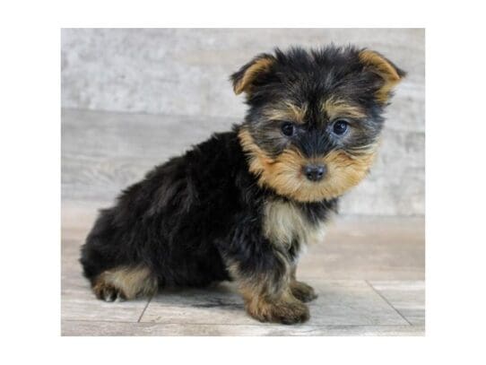 [#33812] Black / Tan Male Yorkshire Terrier Puppies for Sale