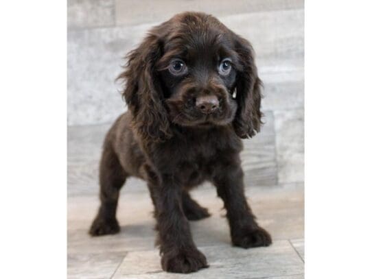 [#33818] Chocolate Male Cocker Spaniel Puppies for Sale