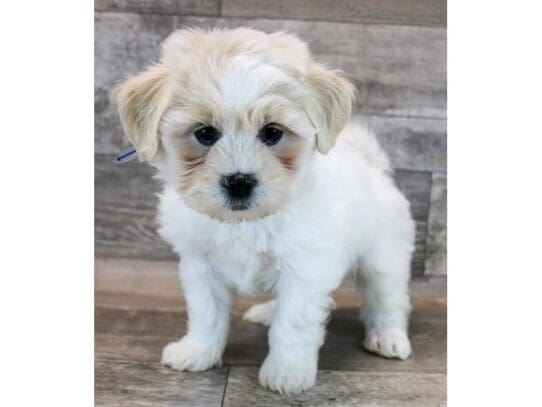 [#33802] Cream / White Female Teddy Bear Puppies for Sale