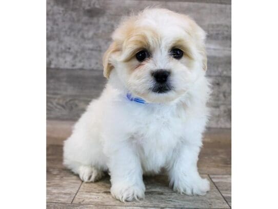 [#33801] Cream / White Male Teddy Bear Puppies for Sale