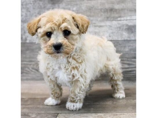 [#33822] Cream Male Bichapoo Puppies for Sale