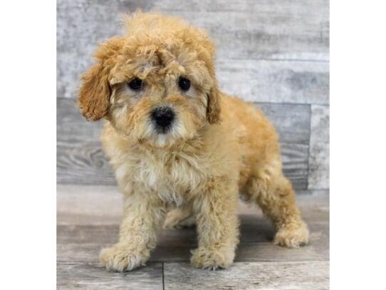[#33816] Apricot Female Cavapoo Puppies for Sale