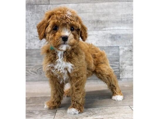 [#33817] Red Female Cavapoo Puppies for Sale