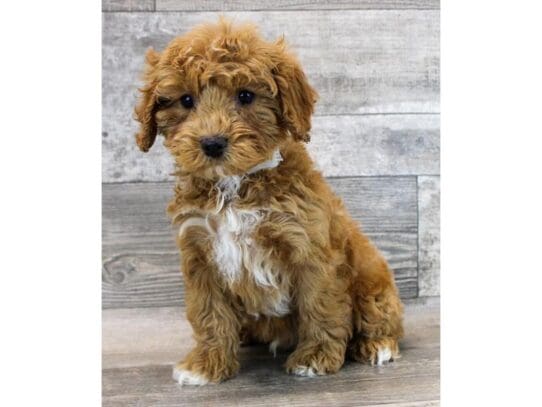 [#33820] Red Male Cavapoo Puppies for Sale