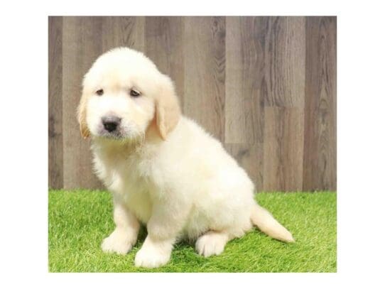 [#33789] Light Golden Male Golden Retriever Puppies for Sale