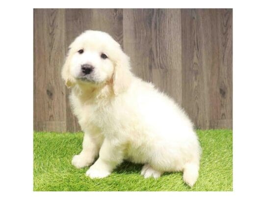 [#33790] Light Golden Male Golden Retriever Puppies for Sale
