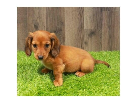 [#33795] Wild Boar Female Miniature Dachshund Puppies for Sale