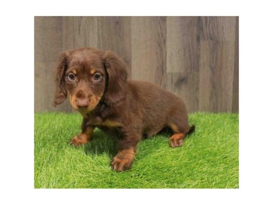 [#33796] Chocolate / Tan Male Miniature Dachshund Puppies for Sale