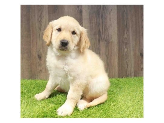 [#33792] Golden Female Golden Retriever Puppies for Sale
