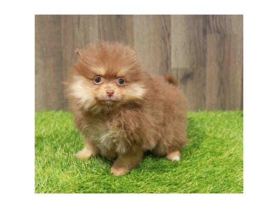 [#33799] Chocolate / Tan Female Pomeranian Puppies for Sale