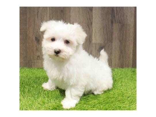 [#33800] White Male Maltese Puppies for Sale