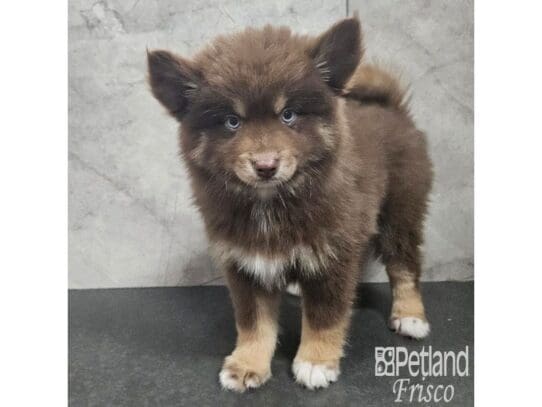 [#33776] Chocolate Male Pomsky Puppies for Sale
